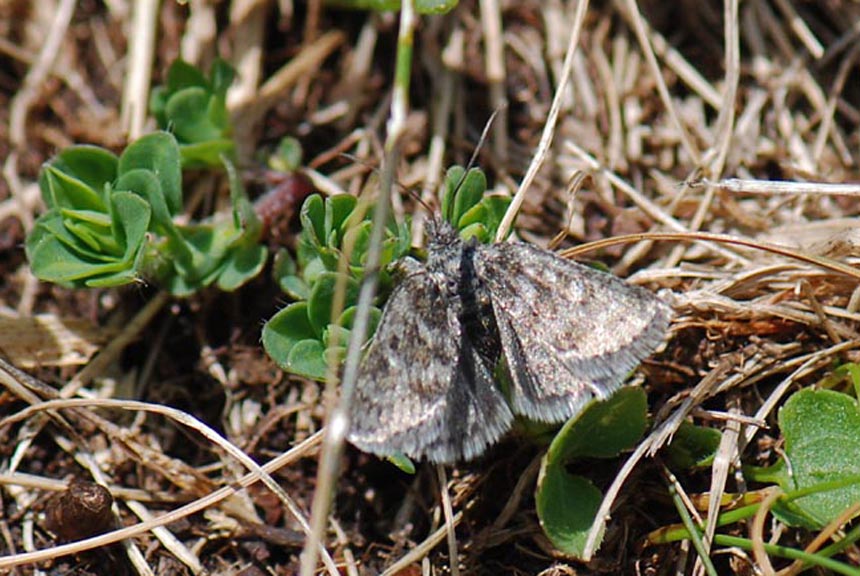 Notturna Alpina da ID : Metaxmeste phrygialis